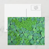Water plant briefkaart (Voorkant / Achterkant)