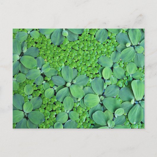 Water plant briefkaart (Voorkant)