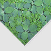 Water plant tissuepapier (Detail)