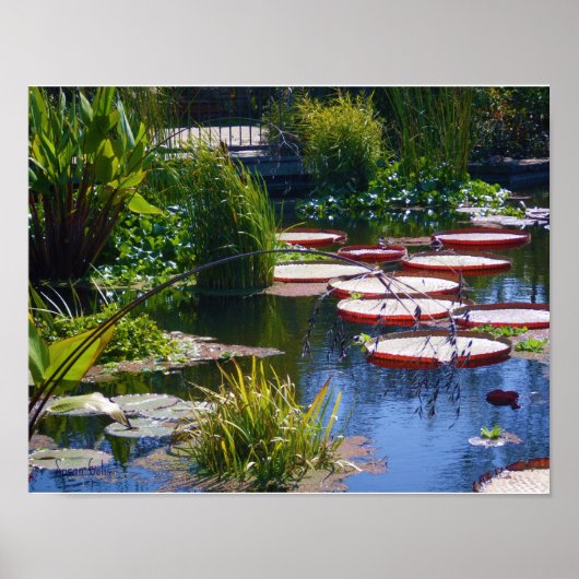 Water Tuin Foto Poster Print (Voorkant)