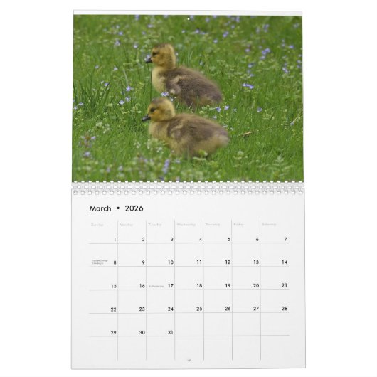 Waterbirds 4 kalender (Mar 2026)