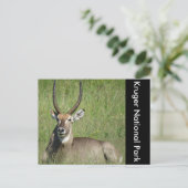 waterbok briefkaart (Staand voorkant)