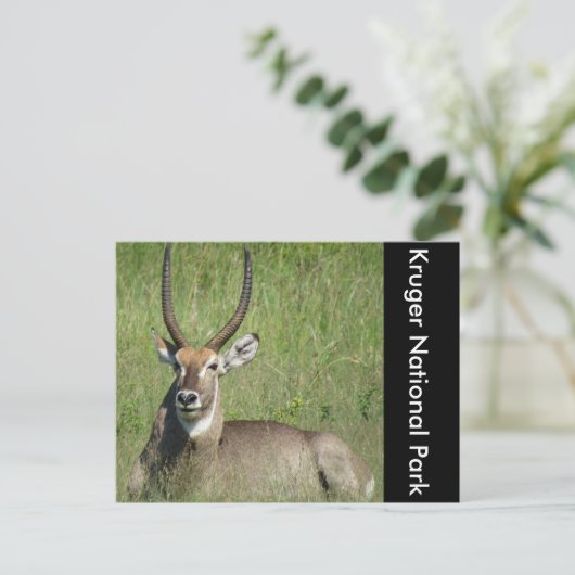 waterbok briefkaart (Staand voorkant)