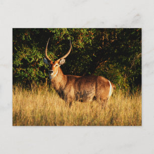 Waterbuck - safari wenskaarten briefkaart