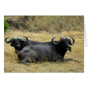 WATERBUFFALO IN KENIA