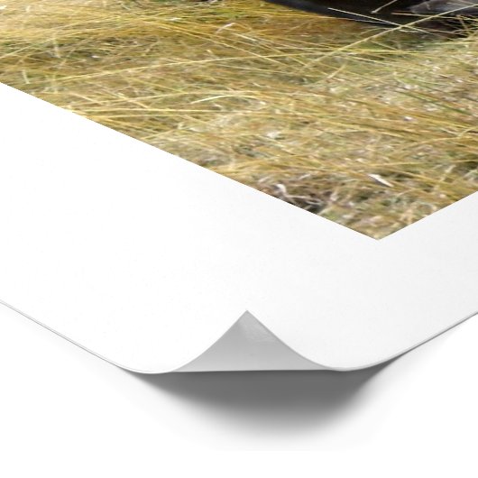 WATERBUFFALO IN KENIA POSTER (Hoek)