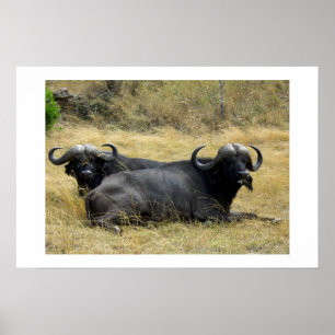 WATERBUFFALO IN KENIA POSTER