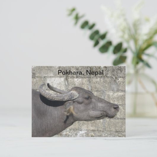 Waterbuffel Briefkaart (Staand voorkant)