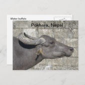 Waterbuffel Briefkaart (Voorkant / Achterkant)