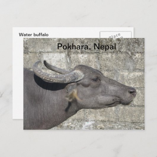 Waterbuffel Briefkaart (Voorkant / Achterkant)