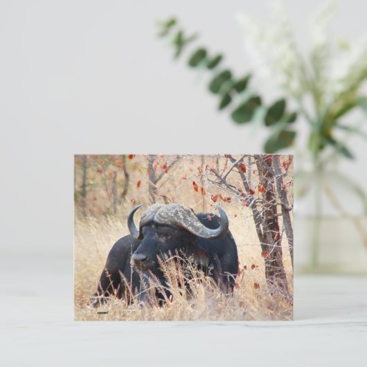 waterbuffel briefkaart (Staand voorkant)