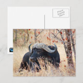 waterbuffel briefkaart (Voorkant / Achterkant)