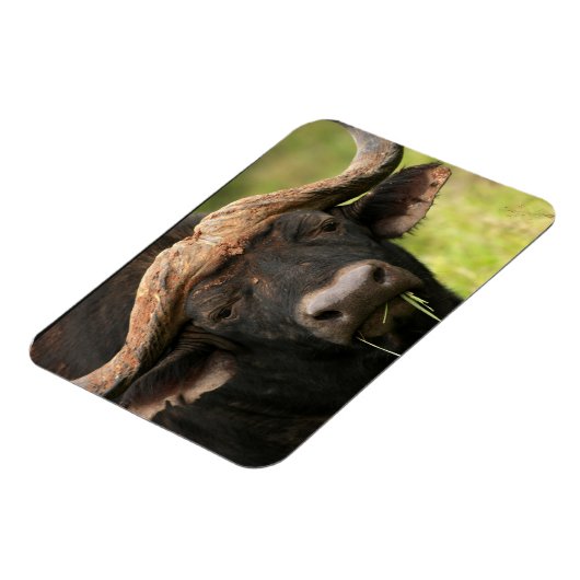 Waterbuffel flexibele magneet (Linkerzijde)