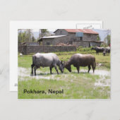 Waterbuffel speels botsende hoofden briefkaart (Voorkant / Achterkant)