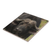 Waterbuffelrooster Tegeltje (Zijkant)