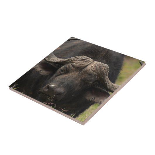 Waterbuffelrooster Tegeltje (Zijkant)