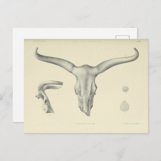 Waterbuffels Briefkaart (Voorkant / Achterkant)