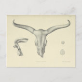 Waterbuffels Briefkaart (Voorkant)