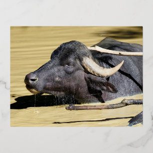 Waterbuffels (Bubalus bubalis) zwemmen in vijver Folie Feestdagen Briefkaart