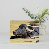Waterbuffels (Bubalus bubalis) zwemmen in vijver Folie Feestdagen Briefkaart (Staand Voorkant)