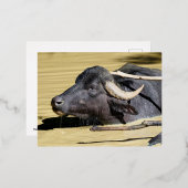 Waterbuffels (Bubalus bubalis) zwemmen in vijver Folie Feestdagen Briefkaart (Voorkant / Achterkant)