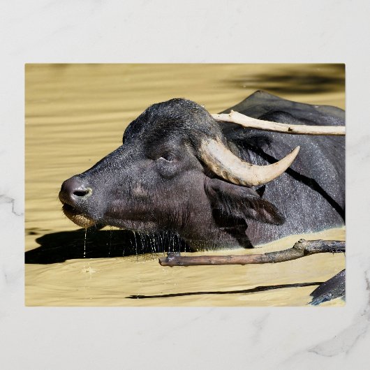 Waterbuffels (Bubalus bubalis) zwemmen in vijver Folie Feestdagen Briefkaart (Voorkant)