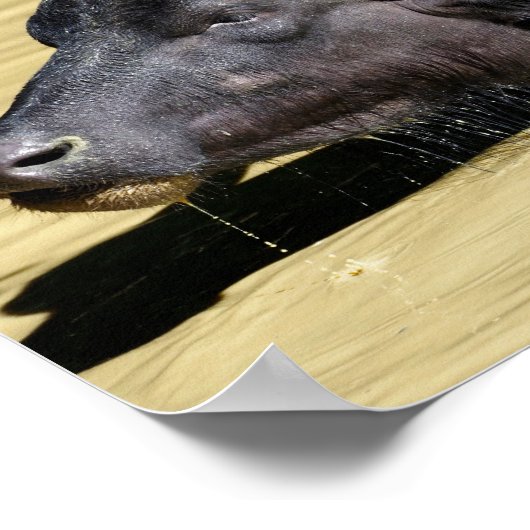 Waterbuffels (Bubalus bubalis) zwemmen in vijver Poster (Hoek)