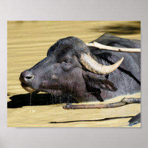 Waterbuffels (Bubalus bubalis) zwemmen in vijver Poster
