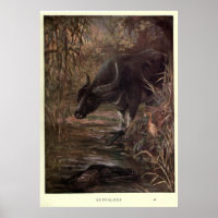  waterbuffelverf (1909)