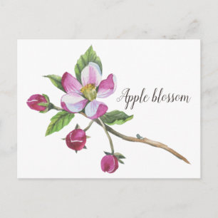Watercolor Apple Blossom Botanical Briefkaart
