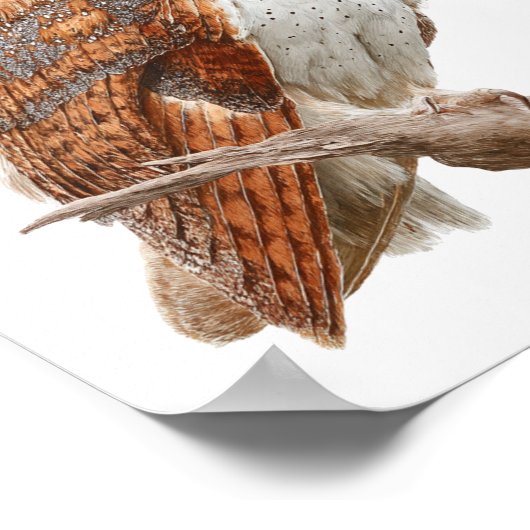 Watercolor Barn Owl Illustration Artwork Poster (Hoek)