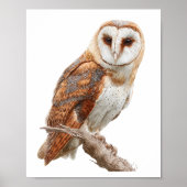 Watercolor Barn Owl Illustration Artwork Poster (Voorkant)