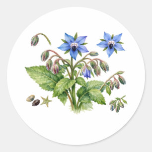 Watercolor Boragie Kruiden Bloemen en Bladeren Ronde Sticker