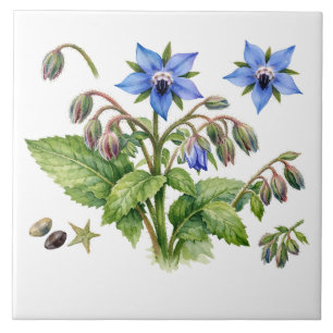 Watercolor Boragie Kruiden Bloemen en Bladeren  Tegeltje
