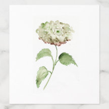 Watercolor Hortensia