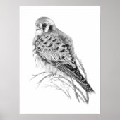 Watercolor Kestrel Sparrow Hawk Falcon Bird Poster (Voorkant)