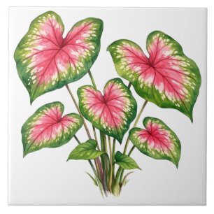 Watercolor Levendig Roze Caladium Plant  Tegeltje