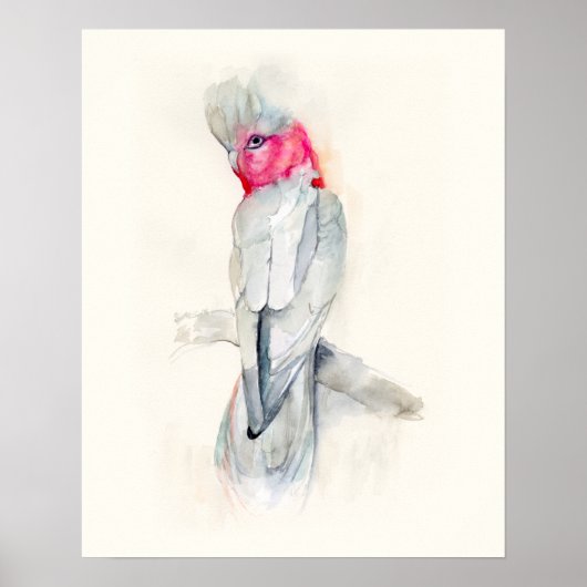 Watercolor Opera Cockatoo Poster (Voorkant)