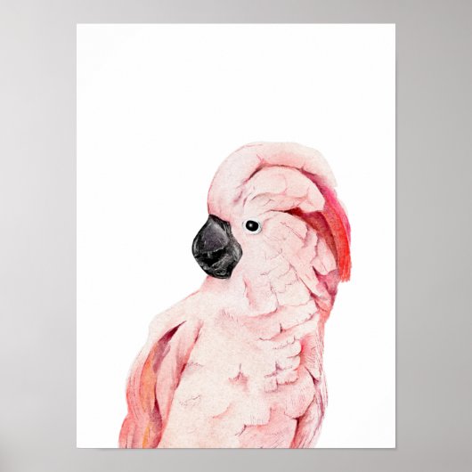 Watercolor Roze Molukse Kaketoe  Poster (Voorkant)