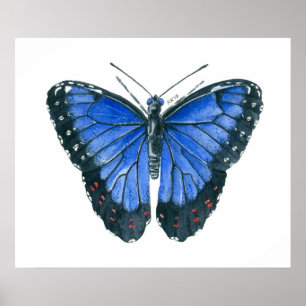 Watercolor schilderij van blauwe Morpho vlinder Poster