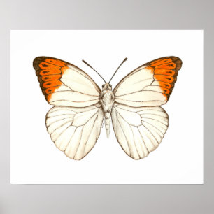 Watercolor vlinder, grote oranje tip poster