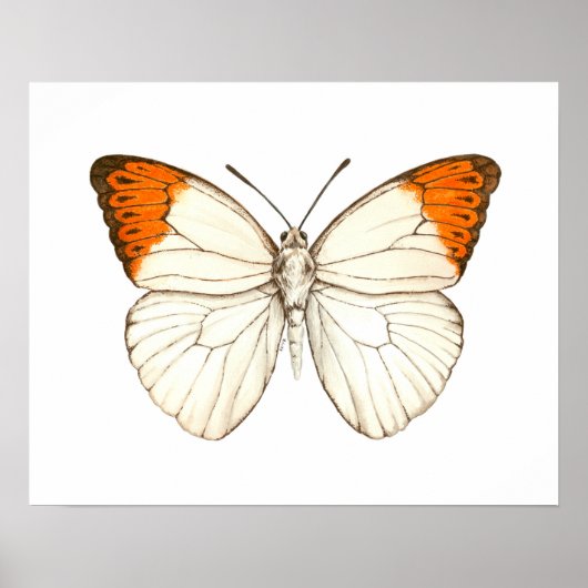 Watercolor vlinder, grote oranje tip poster (Voorkant)