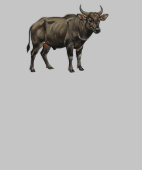 Watercolor Water Buffalo Illustration (Kraag)
