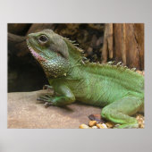 Waterdraak Poster (Voorkant)