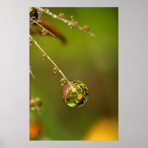 Waterdruppel Close-up Poster