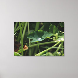 Waterdruppel op blad botanische muurkunst, Natuur  Canvas Afdruk