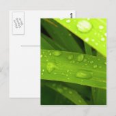 waterdruppel op bladeren briefkaart (Voorkant / Achterkant)