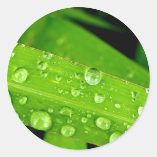 waterdruppel op bladeren ronde sticker