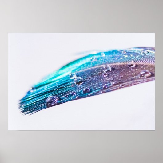 Waterdruppel op een veer poster (Voorkant)