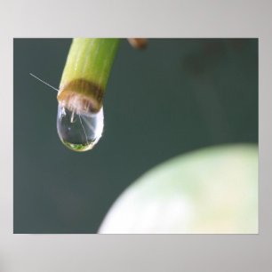 Waterdruppel Poster